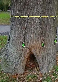 Baumgutachten