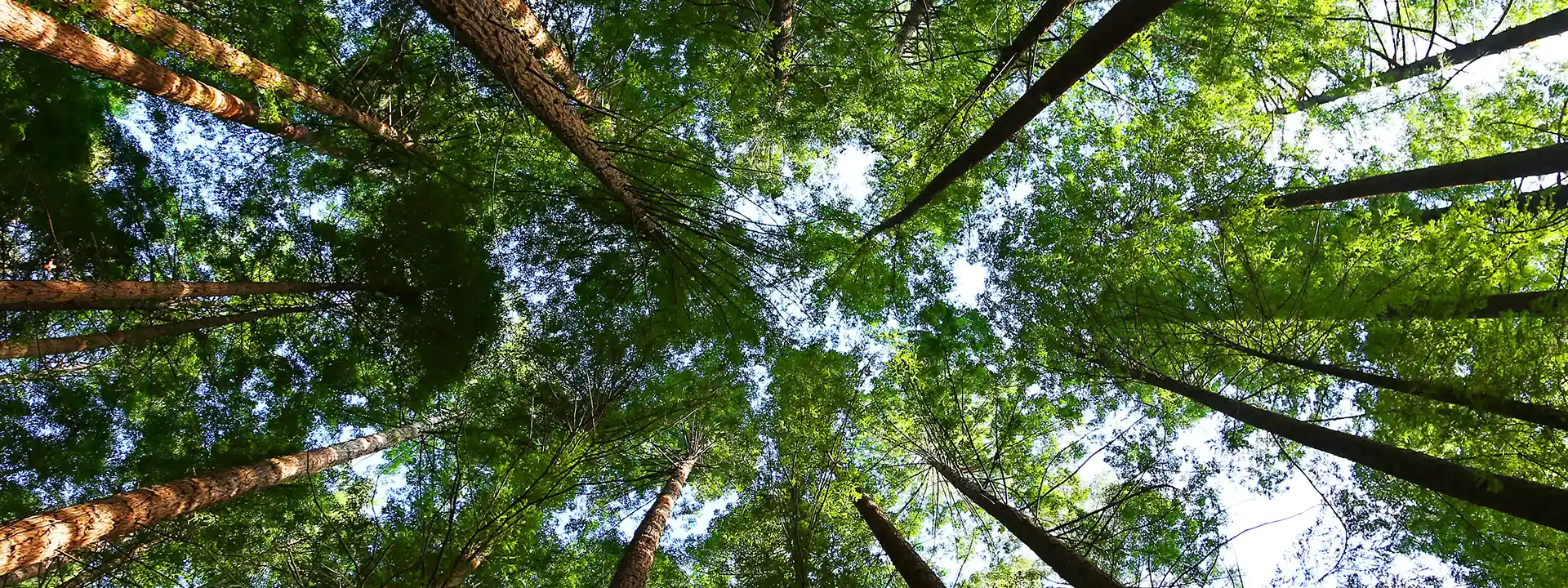 Wald von unten fotografiert